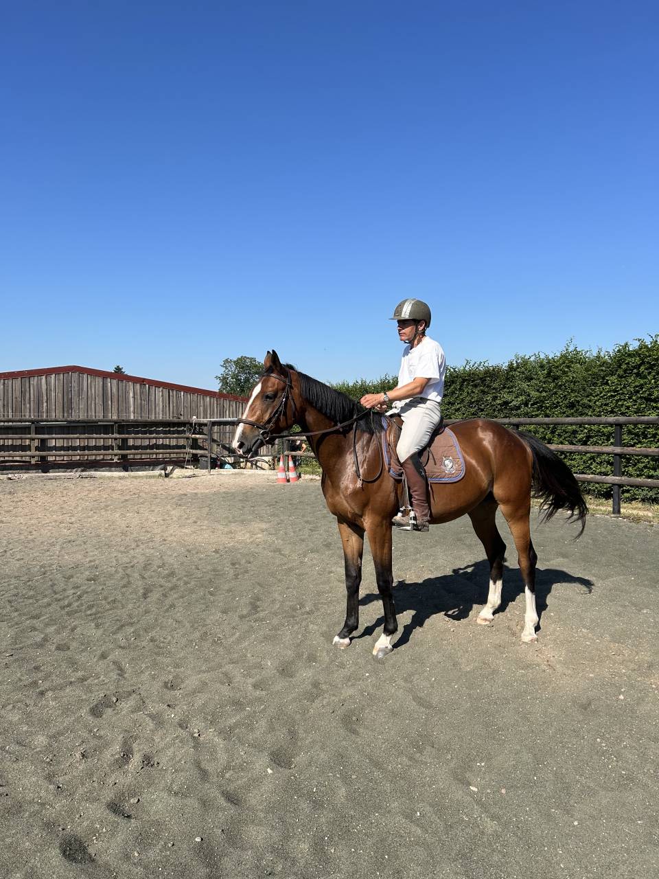 Mare Selle Fran&ccedil;ais For sale 2023 Bay