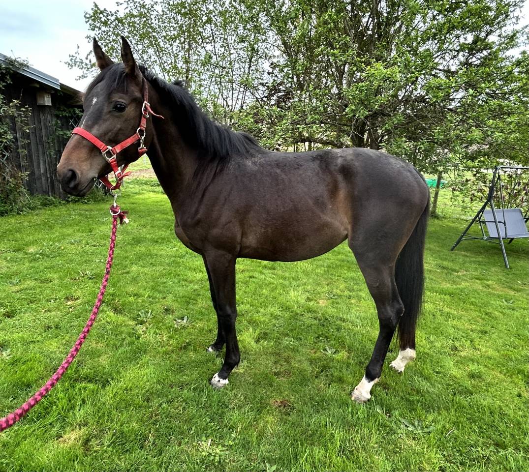 Mare Selle Français For sale 2023 Dark Bay