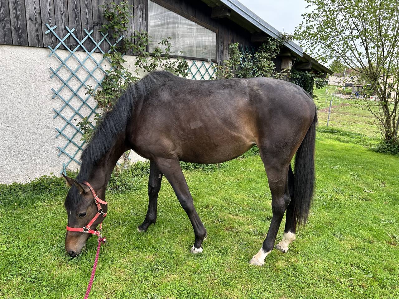 Mare Selle Français For sale 2023 Dark Bay