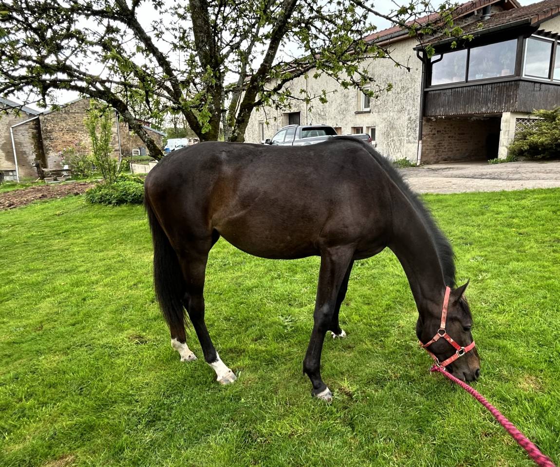 Mare Selle Français For sale 2023 Dark Bay