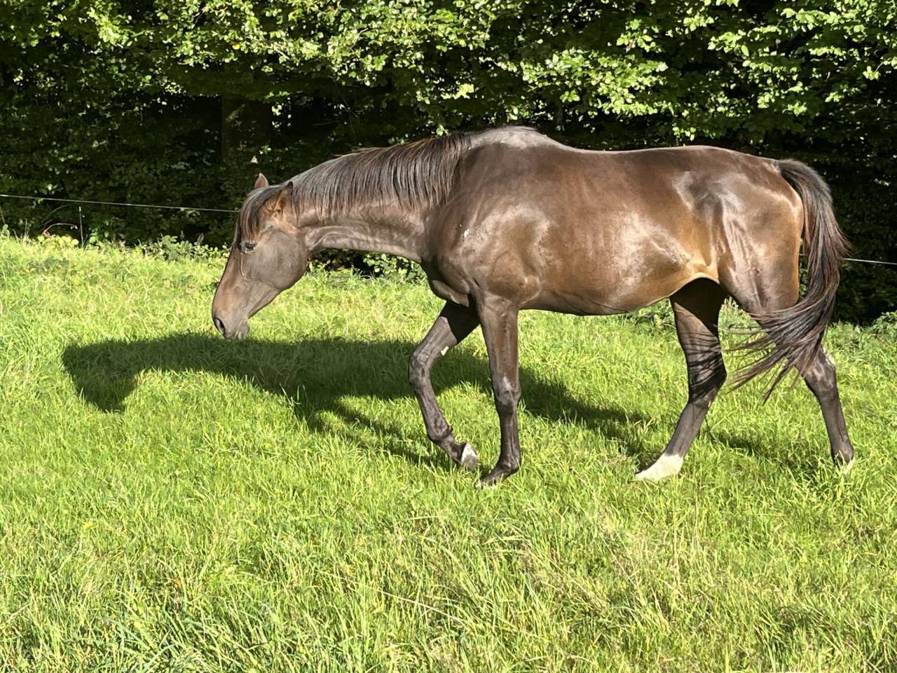 Mare Selle Français For sale 2023 Dark Bay