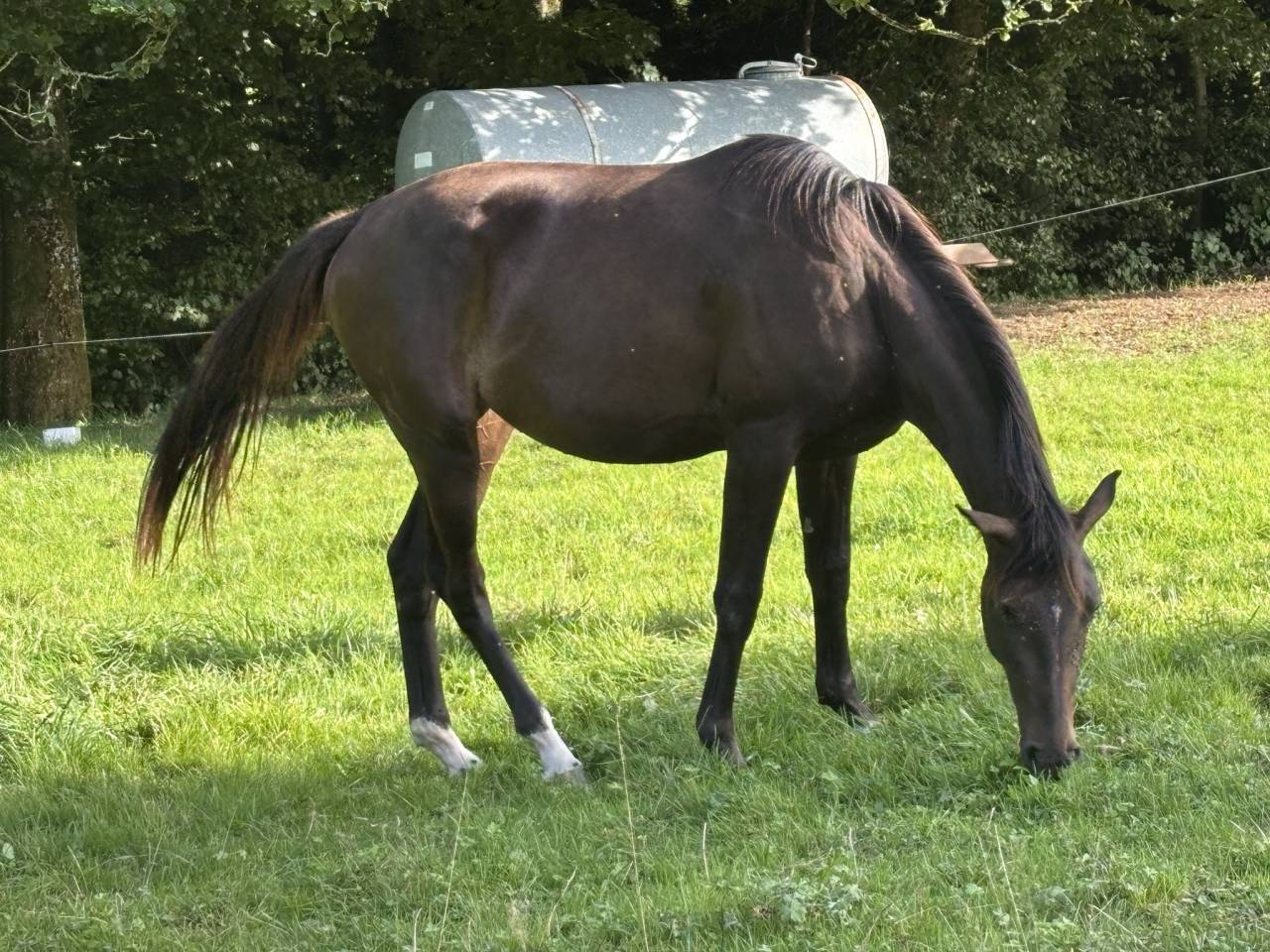 Mare Selle Français For sale 2023 Dark Bay