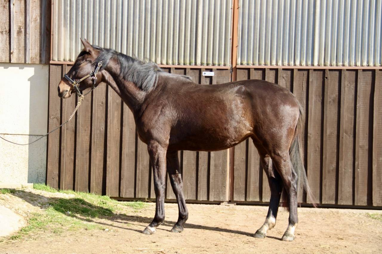 Mare Selle Fran&ccedil;ais For sale 2023 Dark Bay