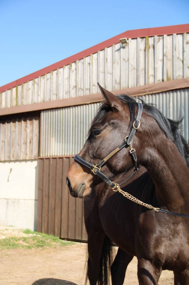 Mare Selle Fran&ccedil;ais For sale 2023 Dark Bay