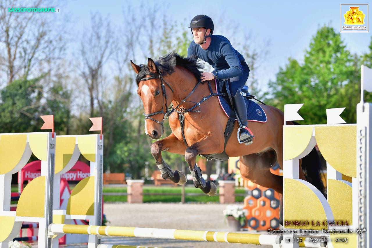 Gelding Cheval de Selle Italien For sale 2020 Bay