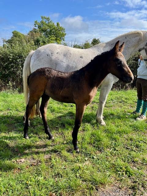 Broodmare Connemara For sale 2013 Grey