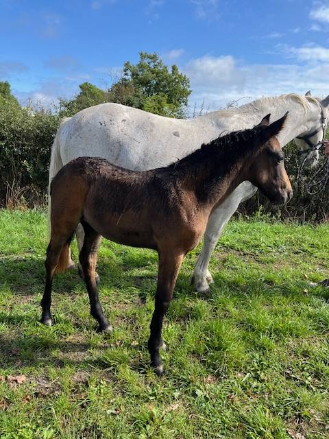 Broodmare Connemara For sale 2013 Grey