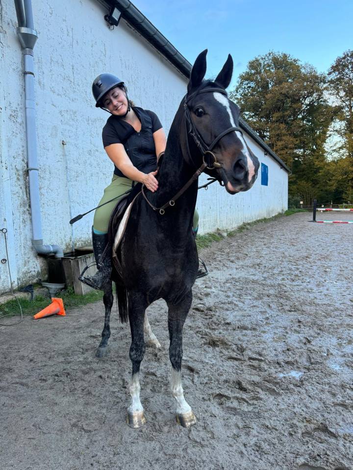 Gelding Selle Français For sale 2020 Dark Bay