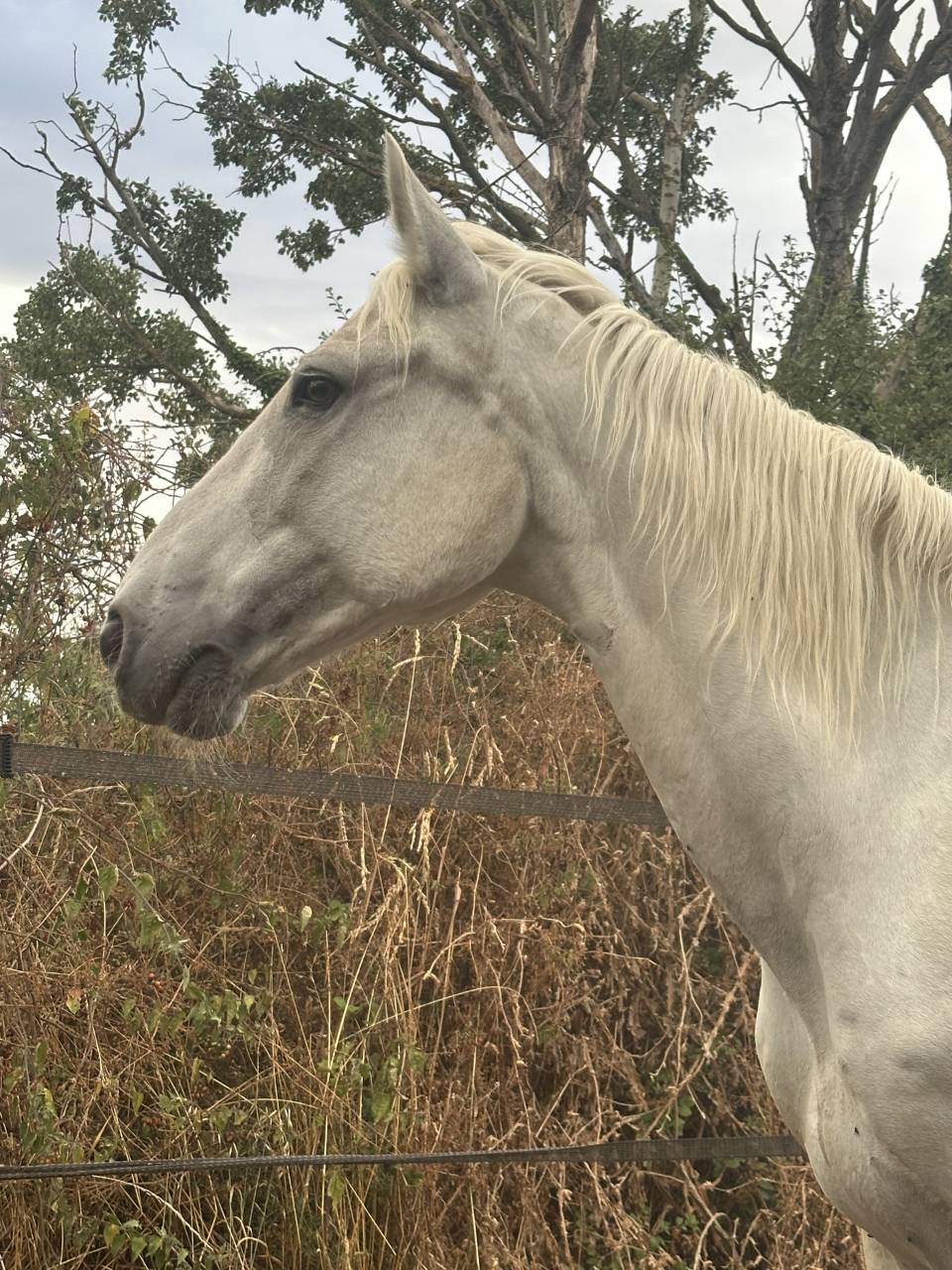 Gelding Connemara For sale 2009 Grey