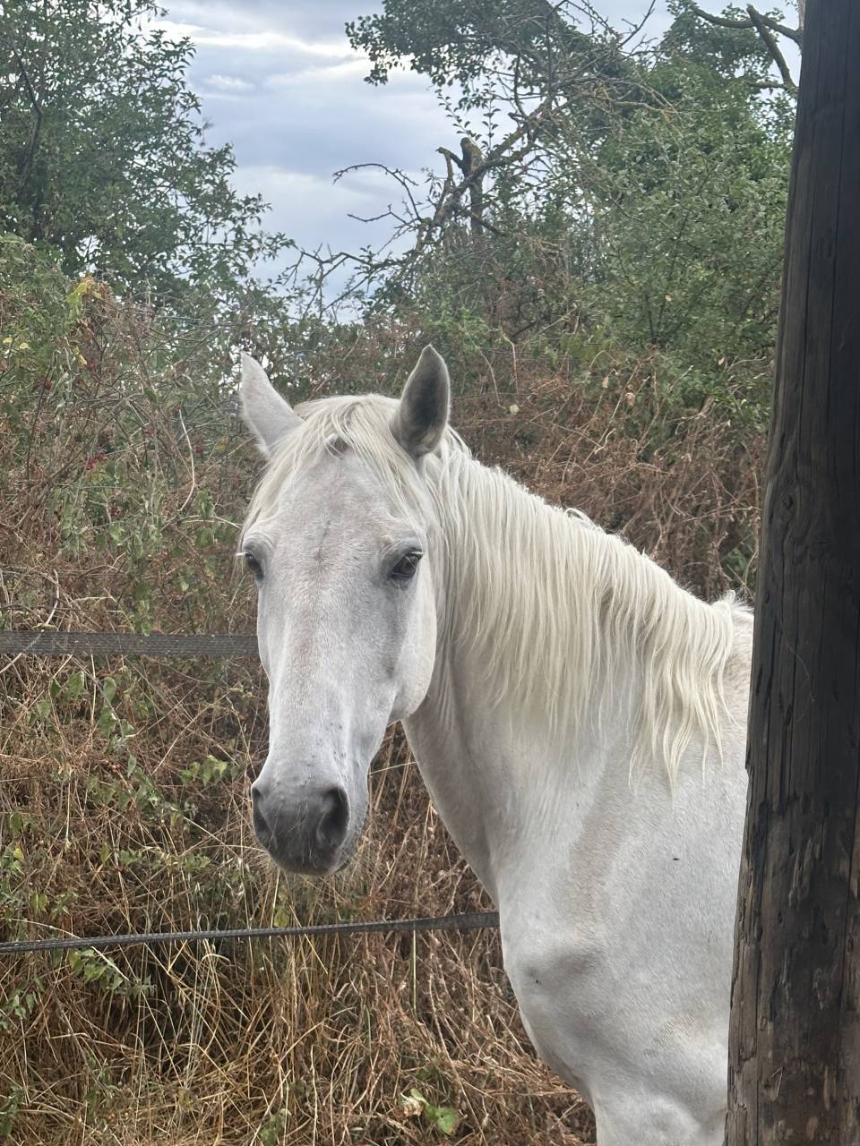Gelding Connemara For sale 2009 Grey