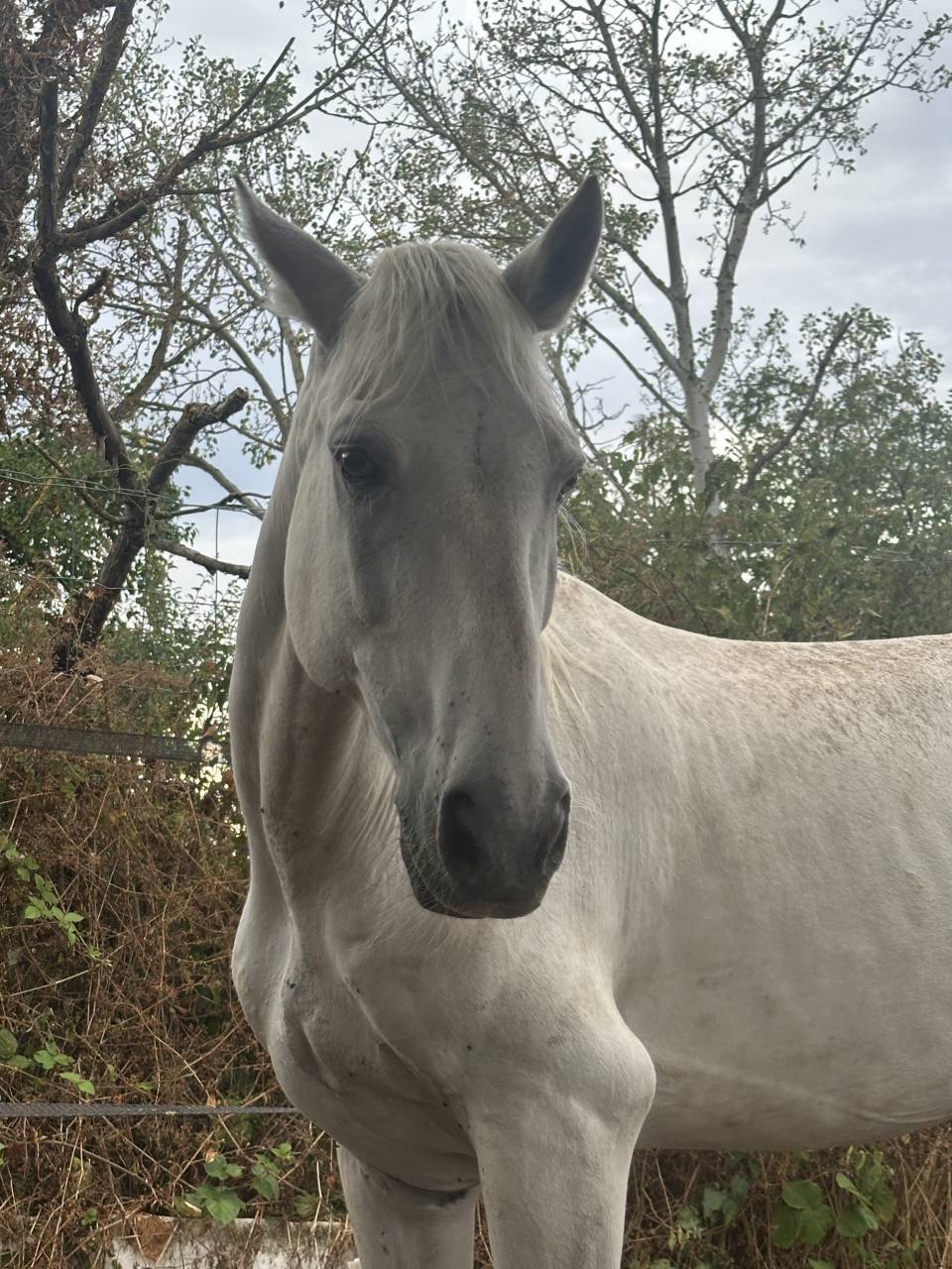 Gelding Connemara For sale 2009 Grey