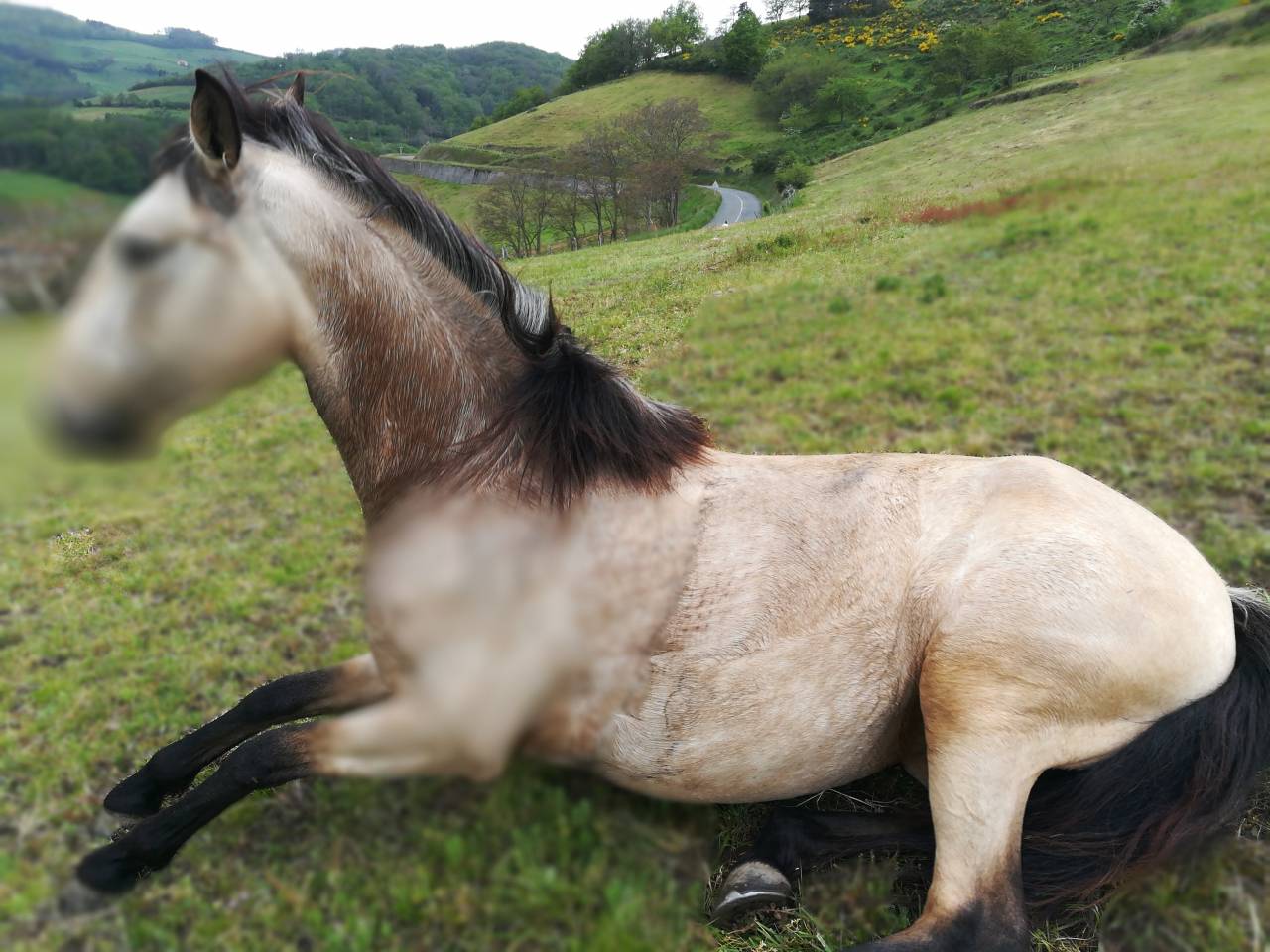 Mare Lusitano For sale 2016 Buckskin