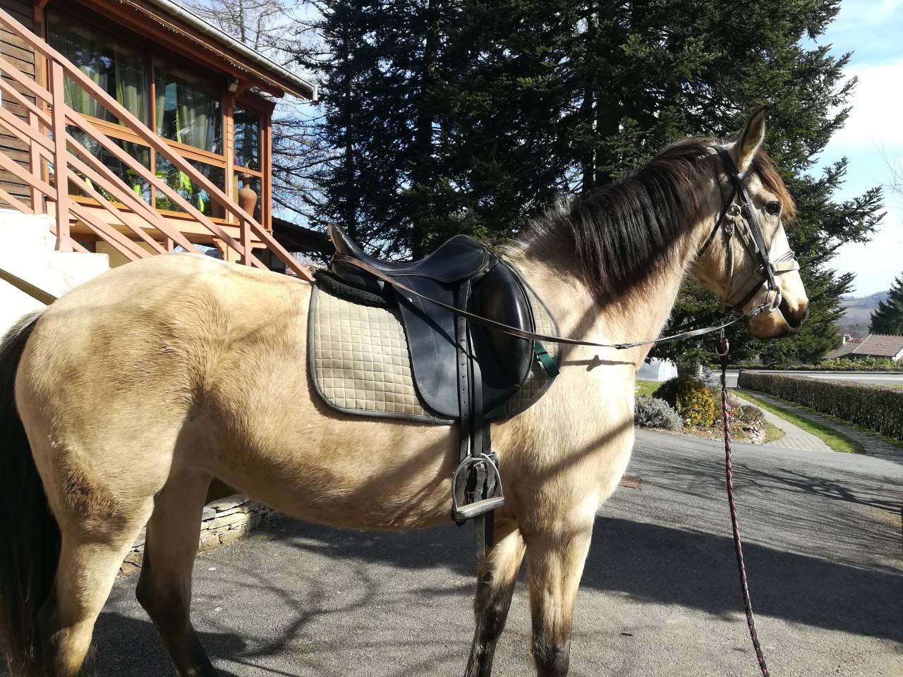 Mare Lusitano For sale 2016 Buckskin