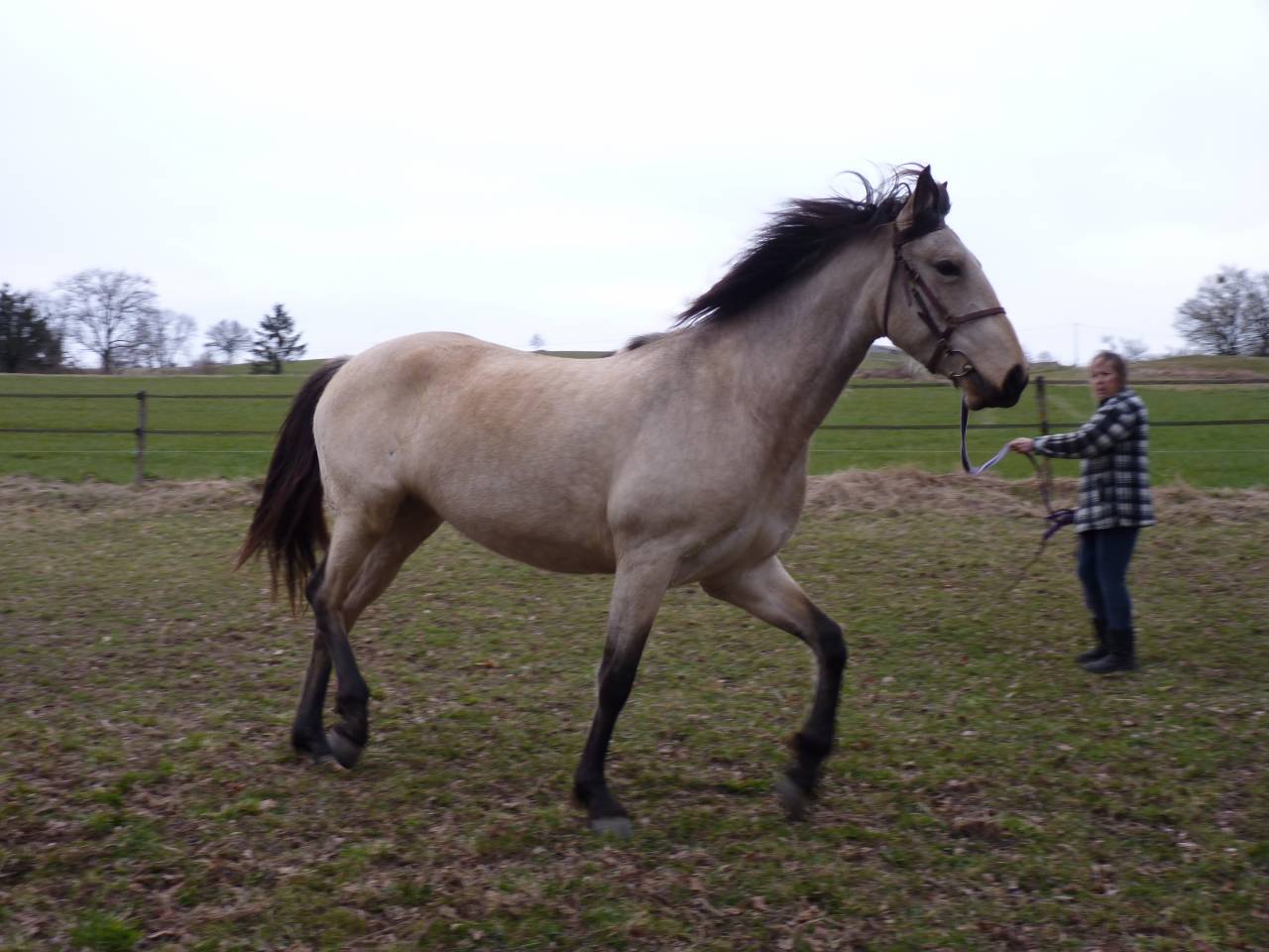 Mare Lusitano For sale 2016 Buckskin