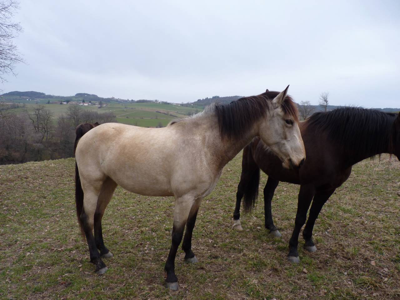 Mare Lusitano For sale 2016 Buckskin