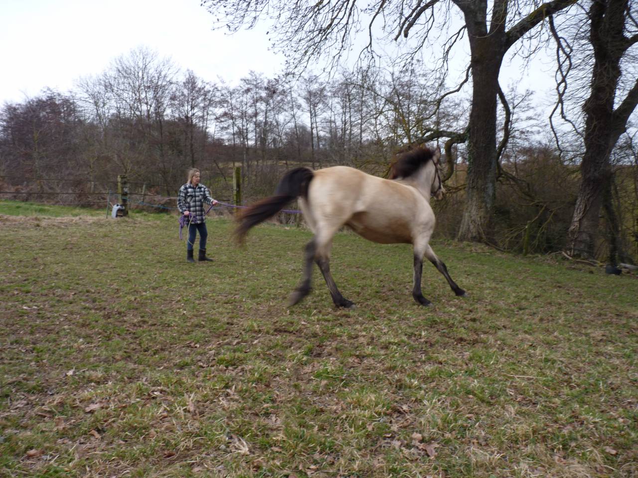 Mare Lusitano For sale 2016 Buckskin