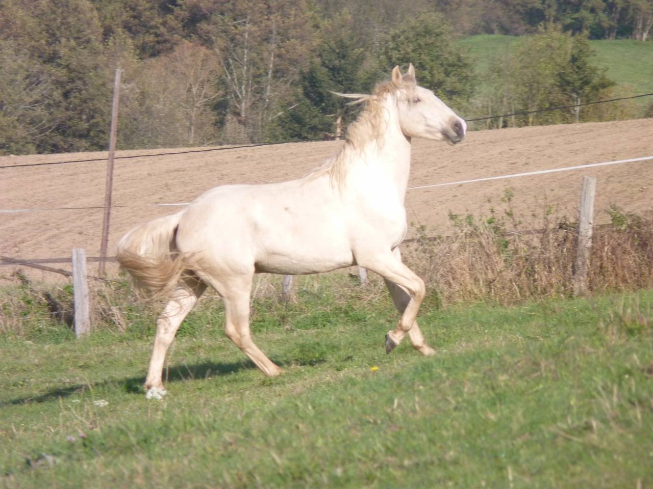 Entire Lusitano For sale 2022 Palomino