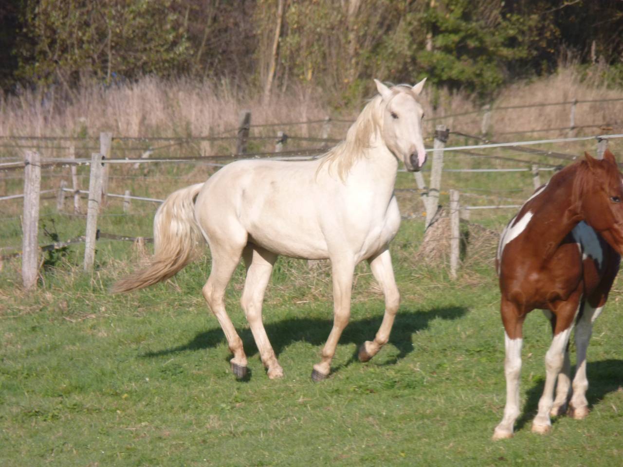 Entire Lusitano For sale 2022 Palomino