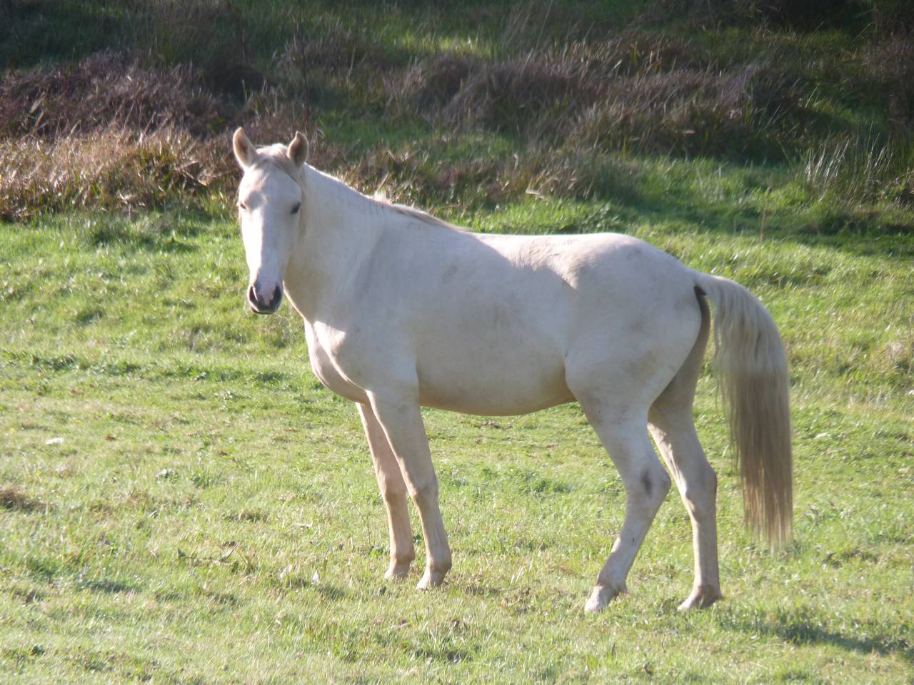 Entire Lusitano For sale 2022 Palomino