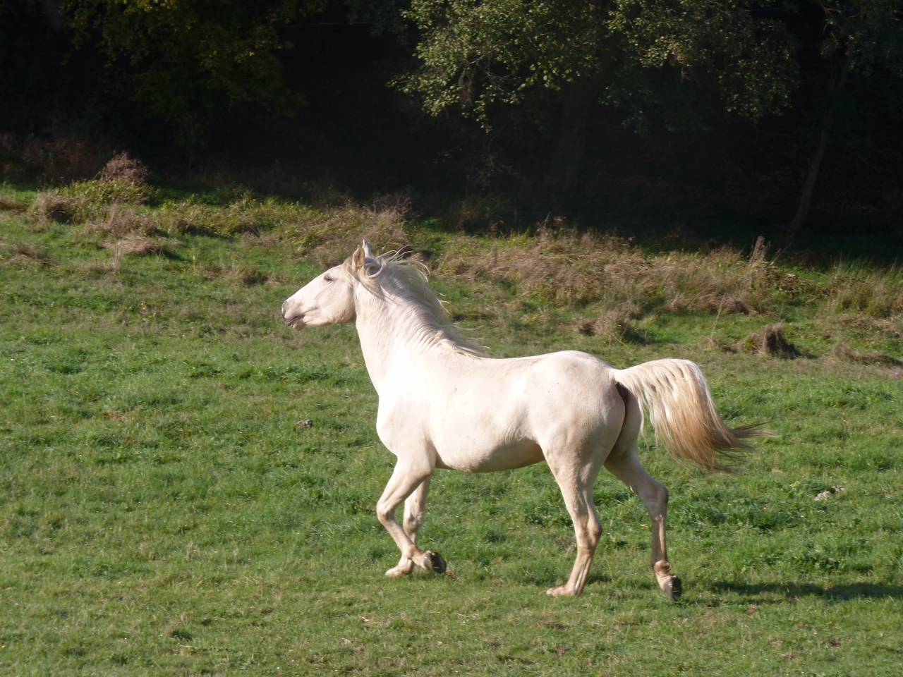 Entire Lusitano For sale 2022 Palomino