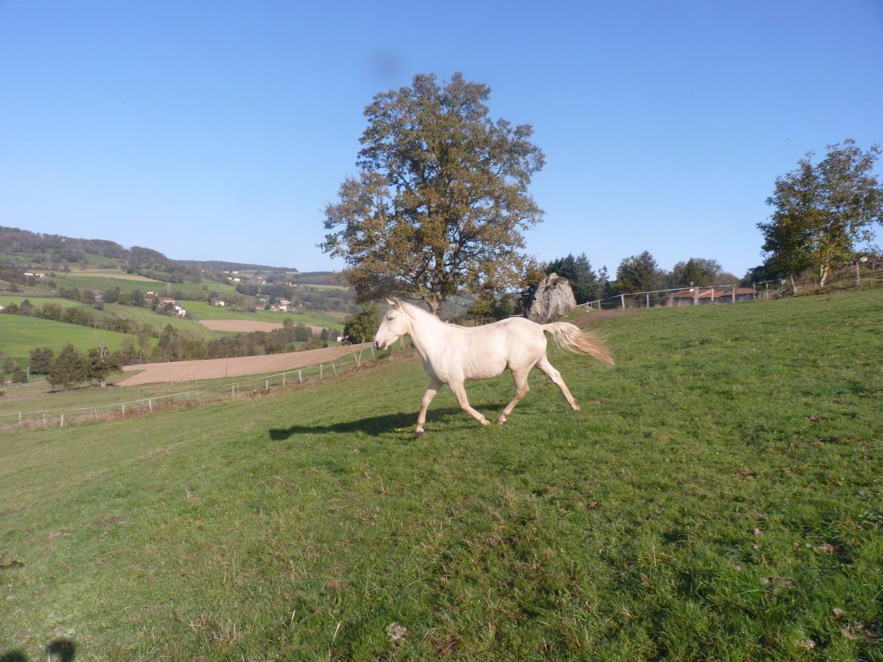 Entire Lusitano For sale 2022 Palomino