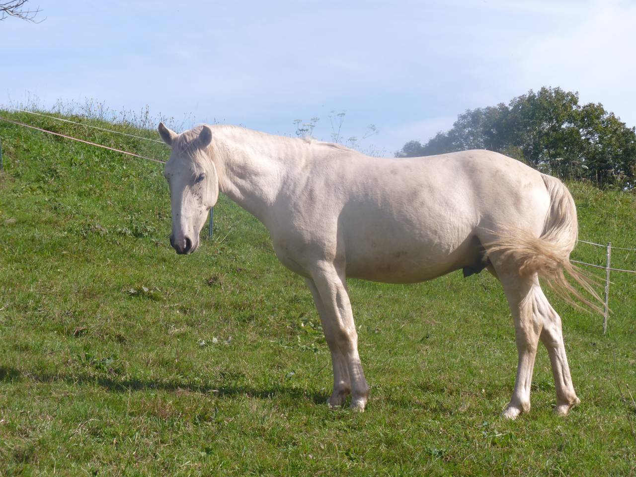 Entire Lusitano For sale 2022 Palomino