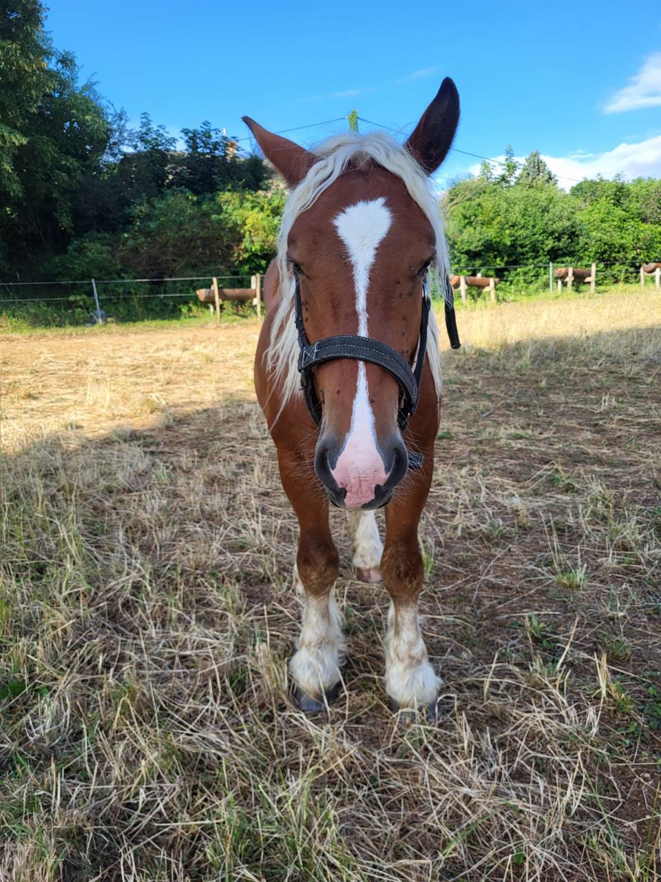 Stallion Comtois For sale 2023 Chesnut