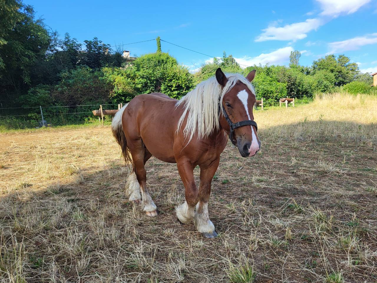 Stallion Comtois For sale 2023 Chesnut