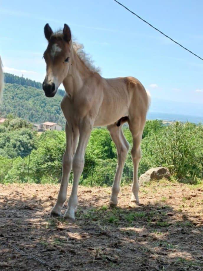 Colt Haflinger For sale 2025 Chesnut