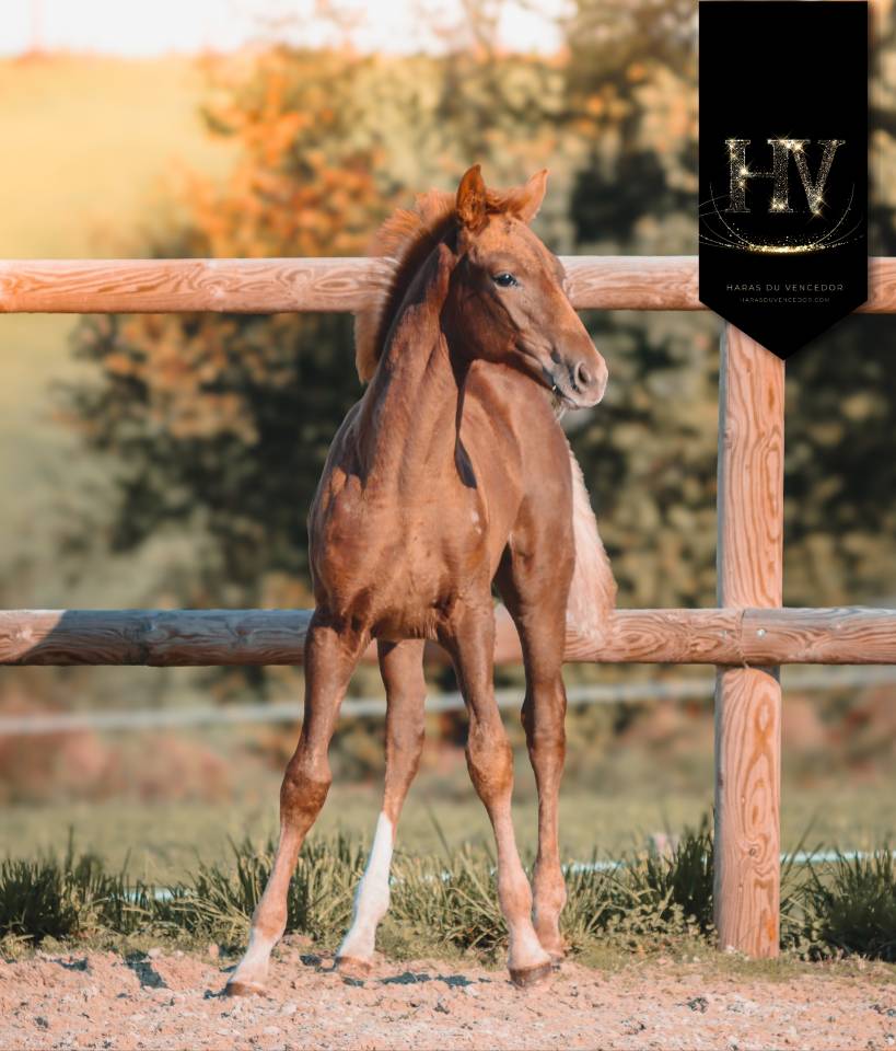 Filly KWPN Dutch Warmblood For sale 2025 Liver chestnut