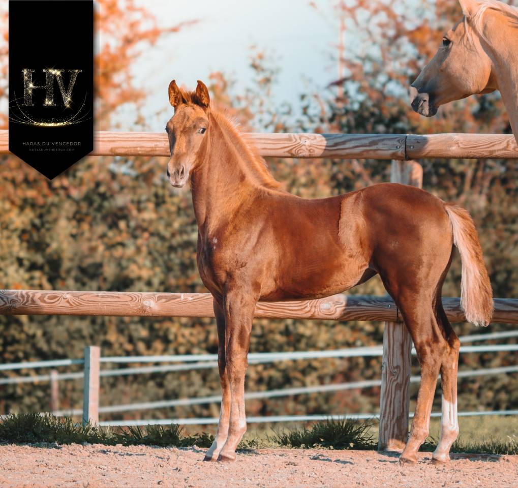 Filly KWPN Dutch Warmblood For sale 2025 Liver chestnut