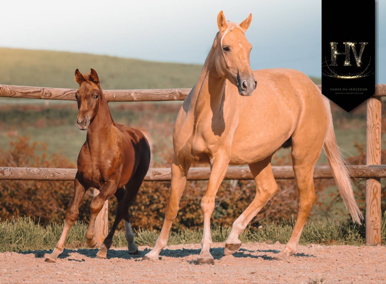 Filly KWPN Dutch Warmblood For sale 2025 Liver chestnut