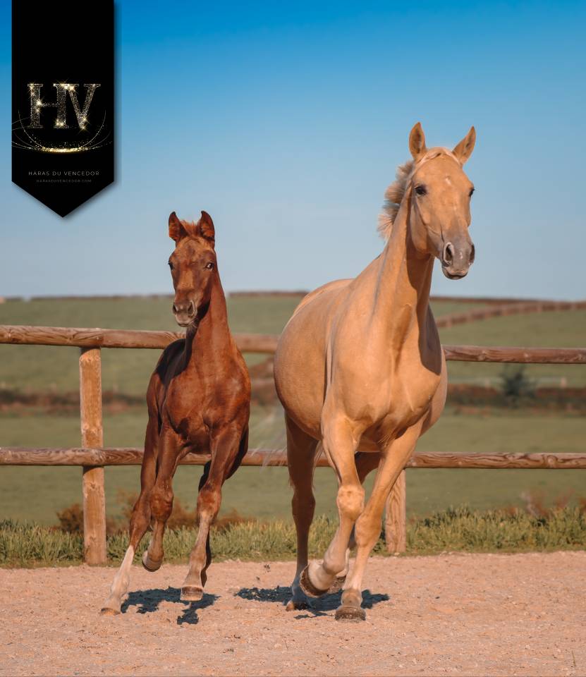 Filly KWPN Dutch Warmblood For sale 2025 Liver chestnut