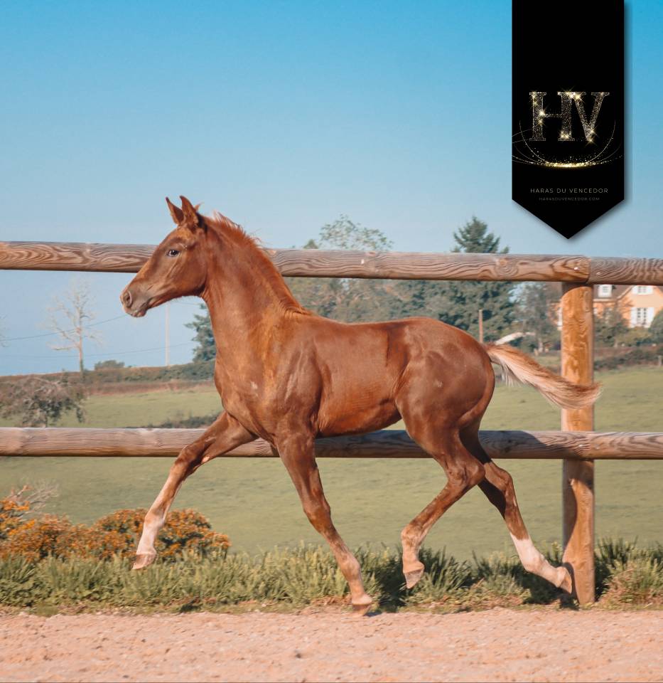 Filly KWPN Dutch Warmblood For sale 2025 Liver chestnut