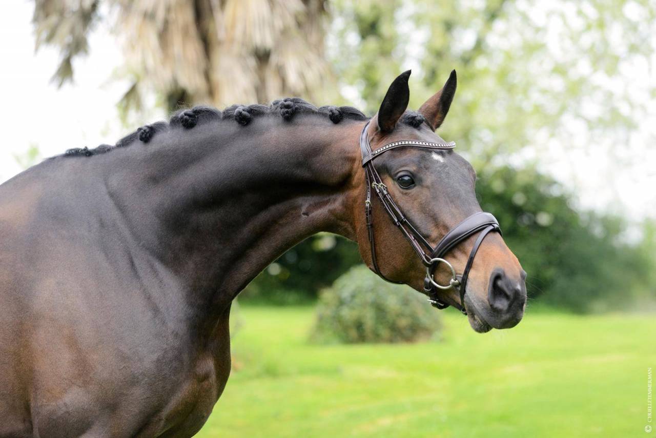 Mare Wurttemberger  For sale 2018 Dark Bay