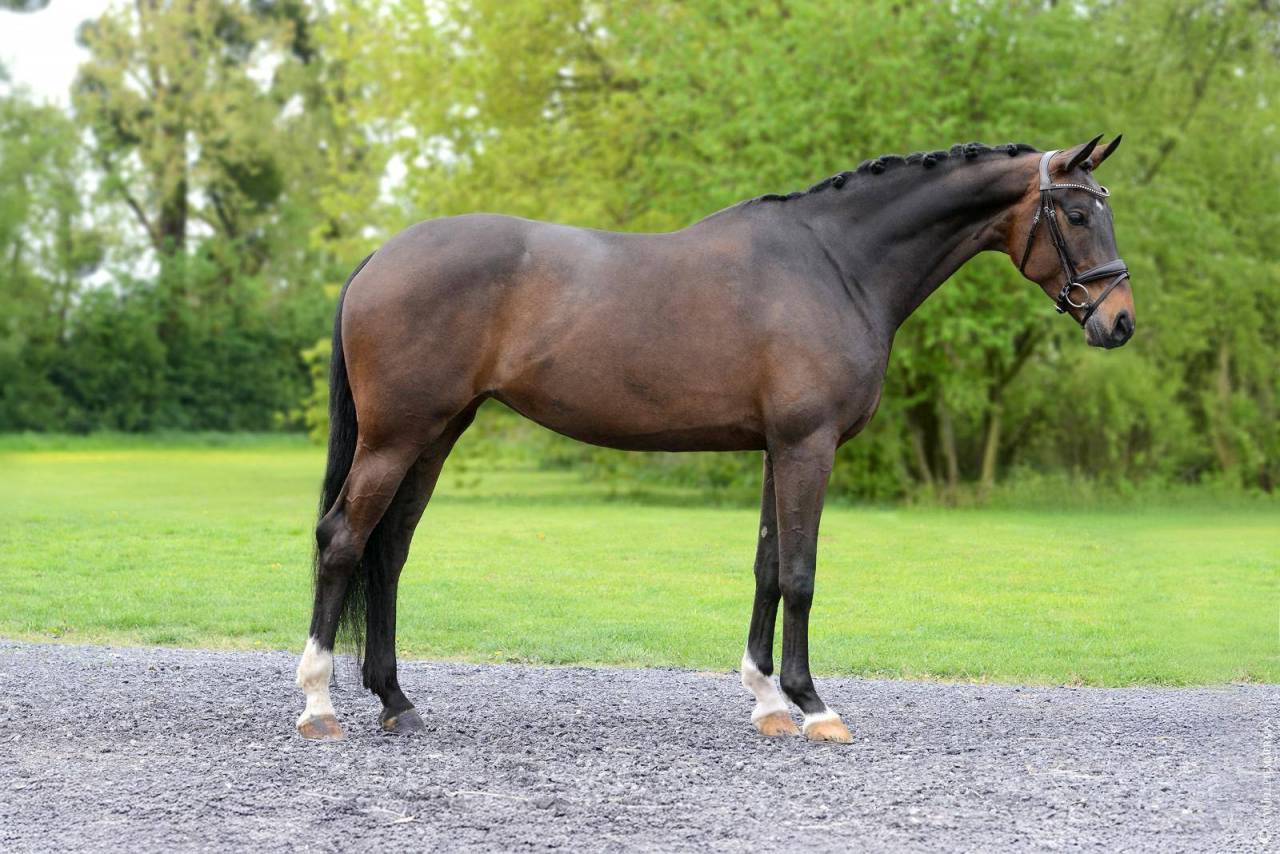 Mare Wurttemberger  For sale 2018 Dark Bay