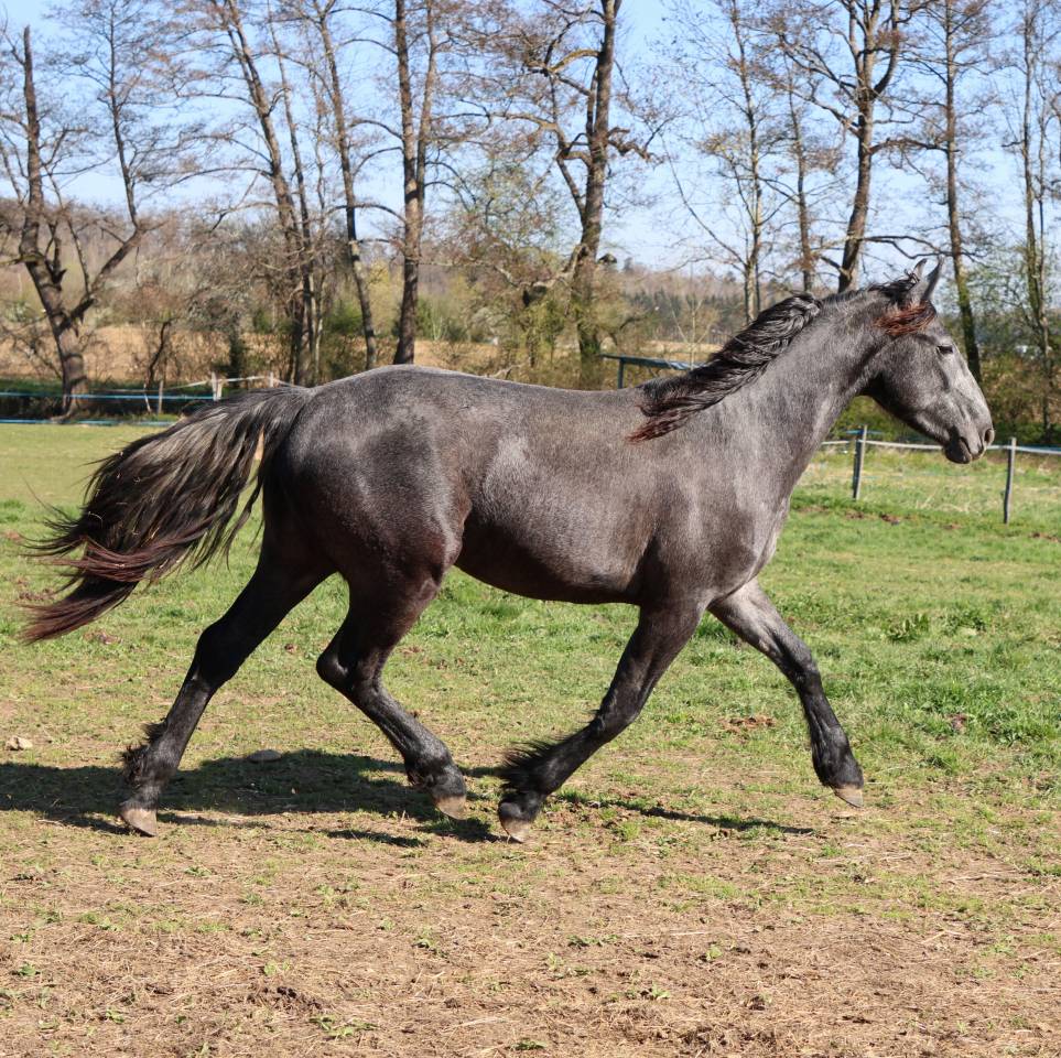 Filly Friesian Arabian For sale 2023 Grey