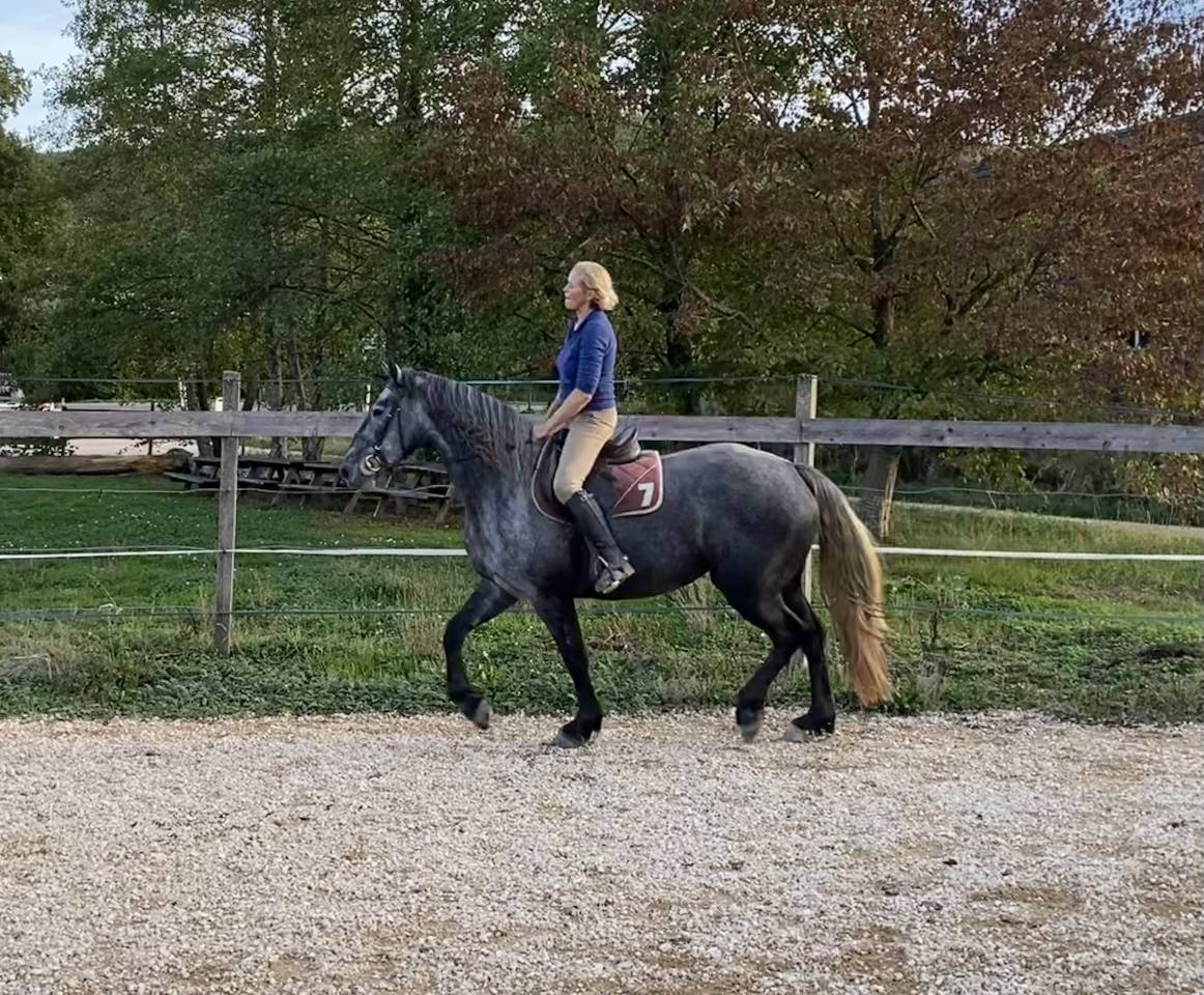 Mare Friesian Arabian For sale 2023 Grey