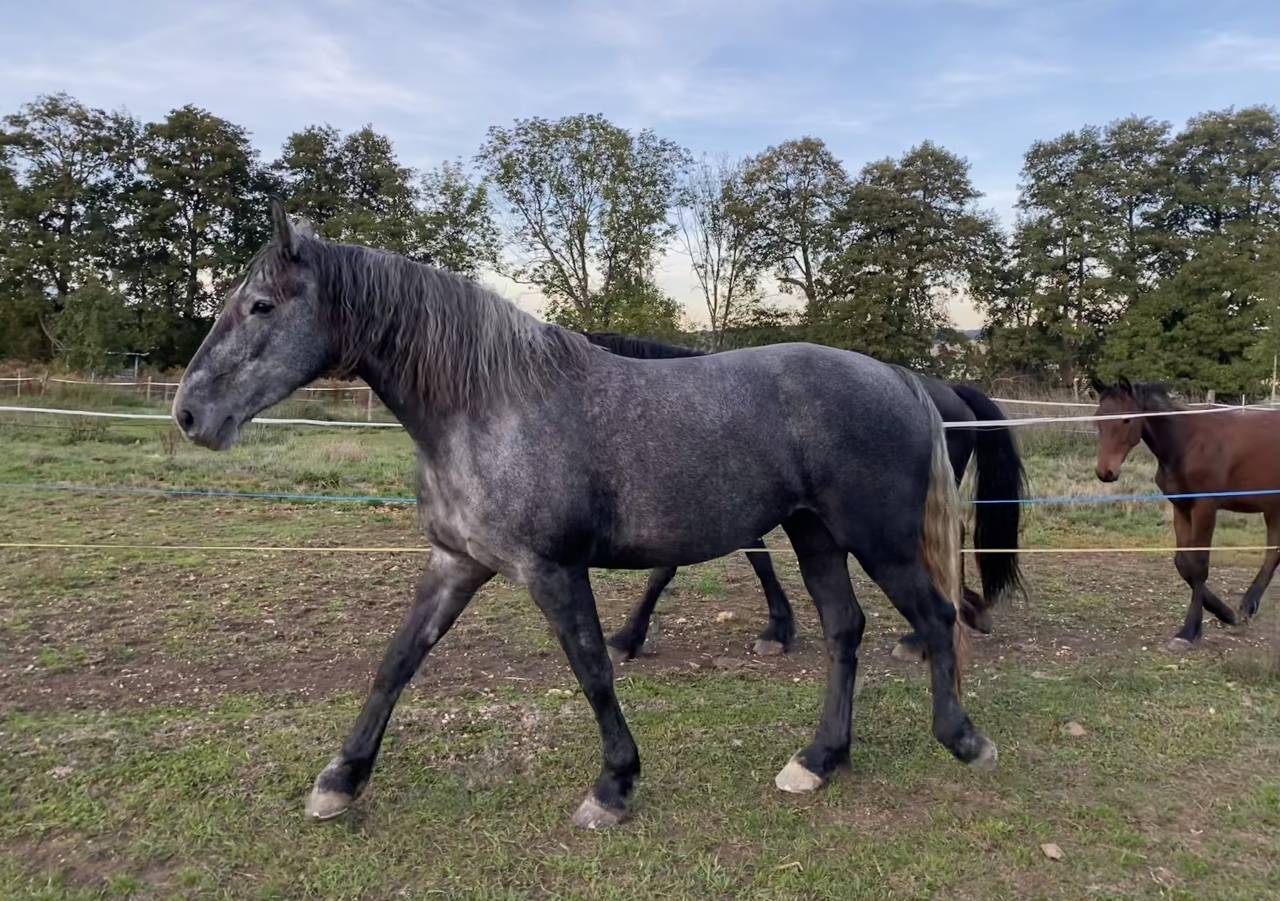 Mare Friesian Arabian For sale 2023 Grey