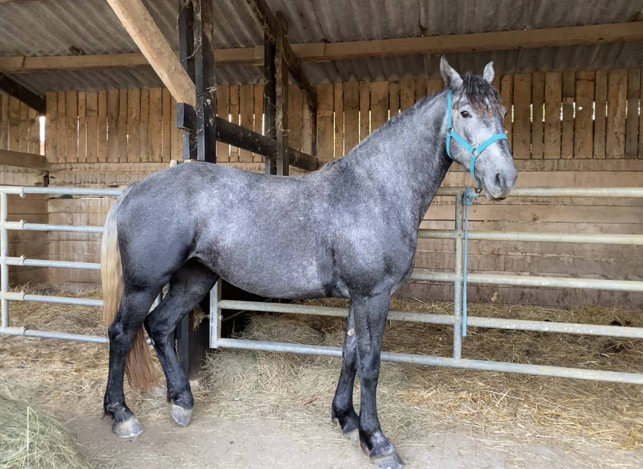 Mare Friesian Arabian For sale 2023 Grey