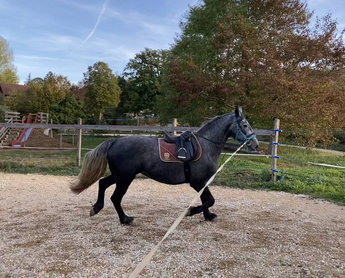 Mare Friesian Arabian For sale 2023 Grey