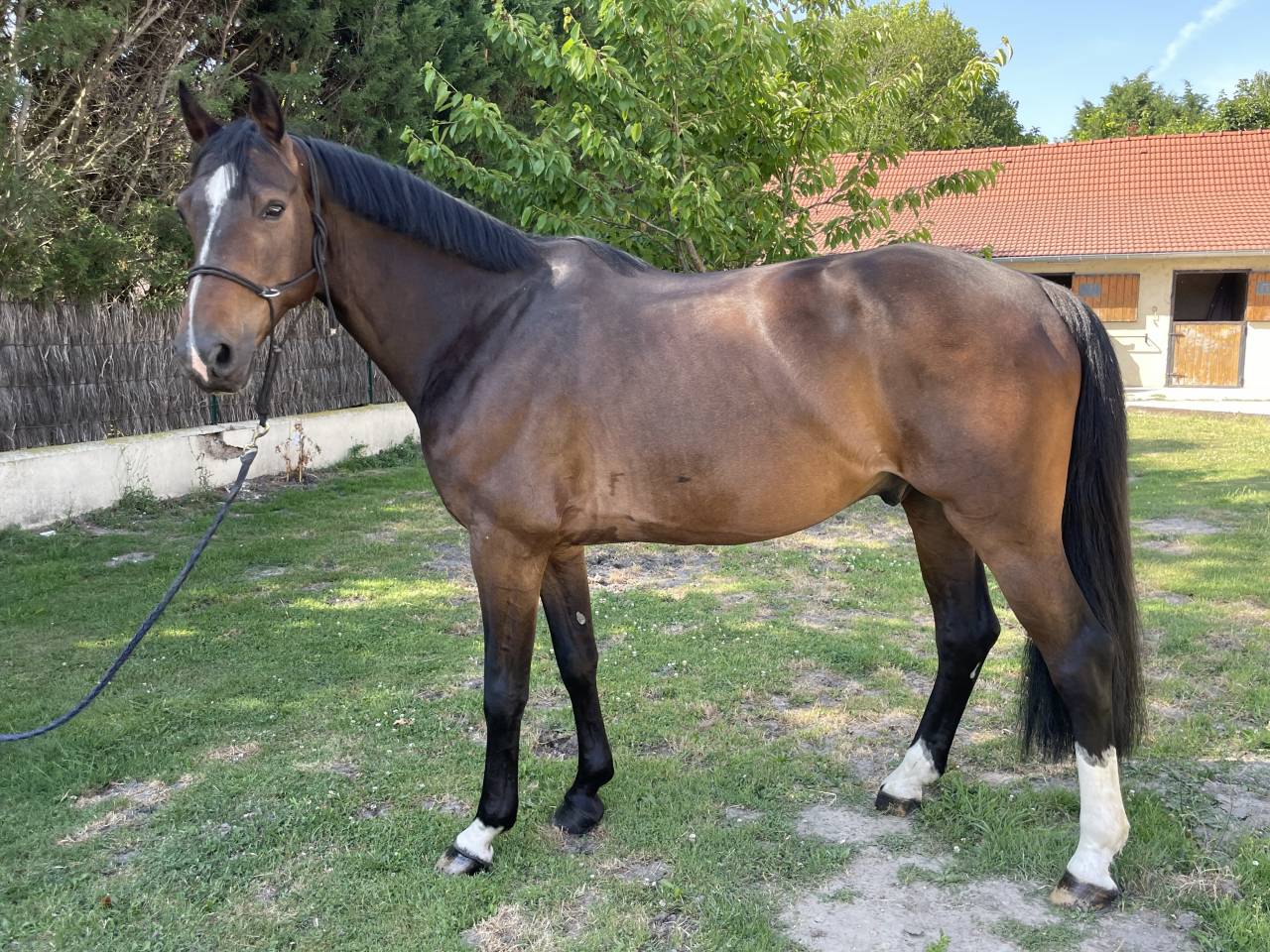 Gelding Selle Français For sale 2018 Dark Bay