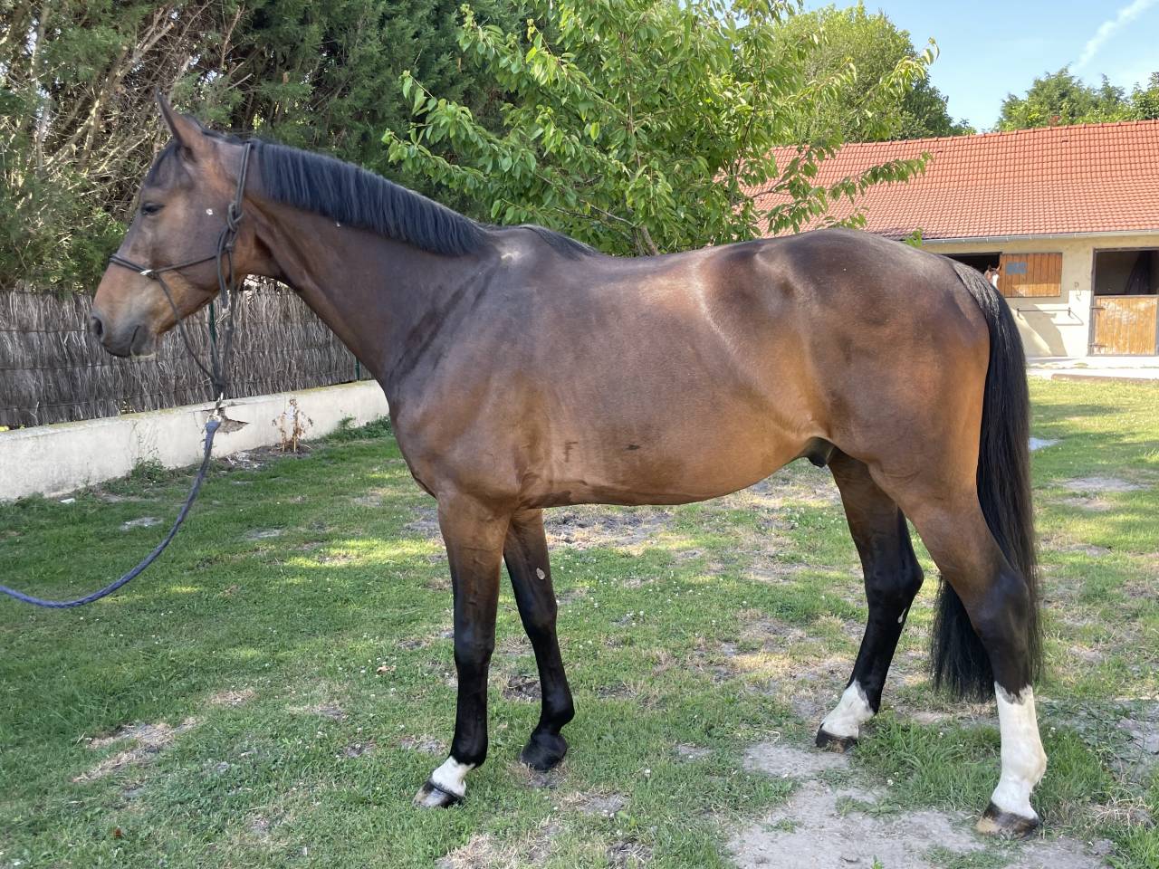 Gelding Selle Français For sale 2018 Dark Bay