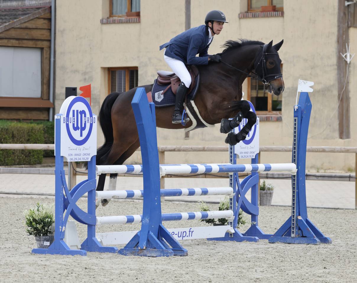 Gelding Selle Français For sale 2018 Dark Bay