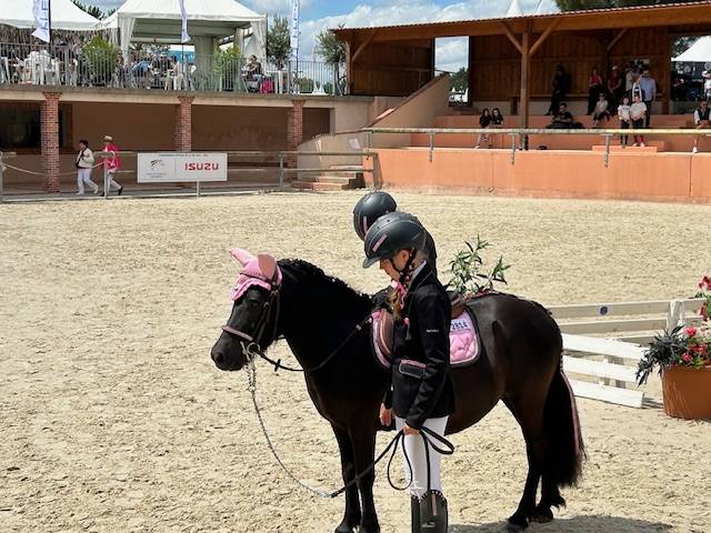 Mare Shetland Pony For sale 2019 Dark Bay