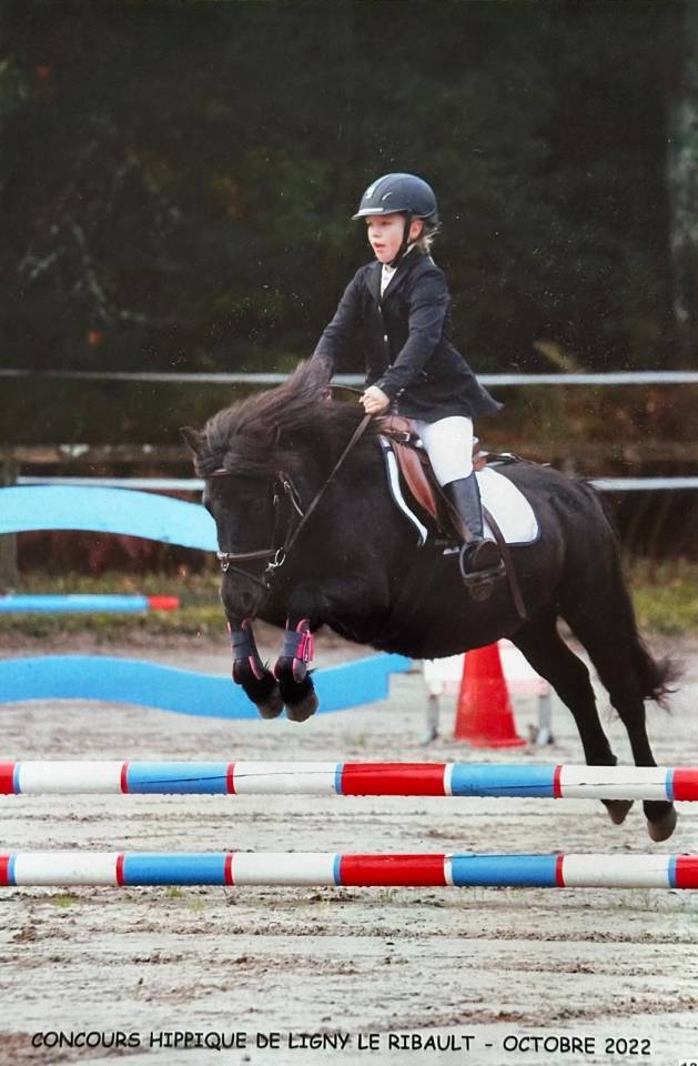 Mare Shetland Pony For sale 2019 Dark Bay