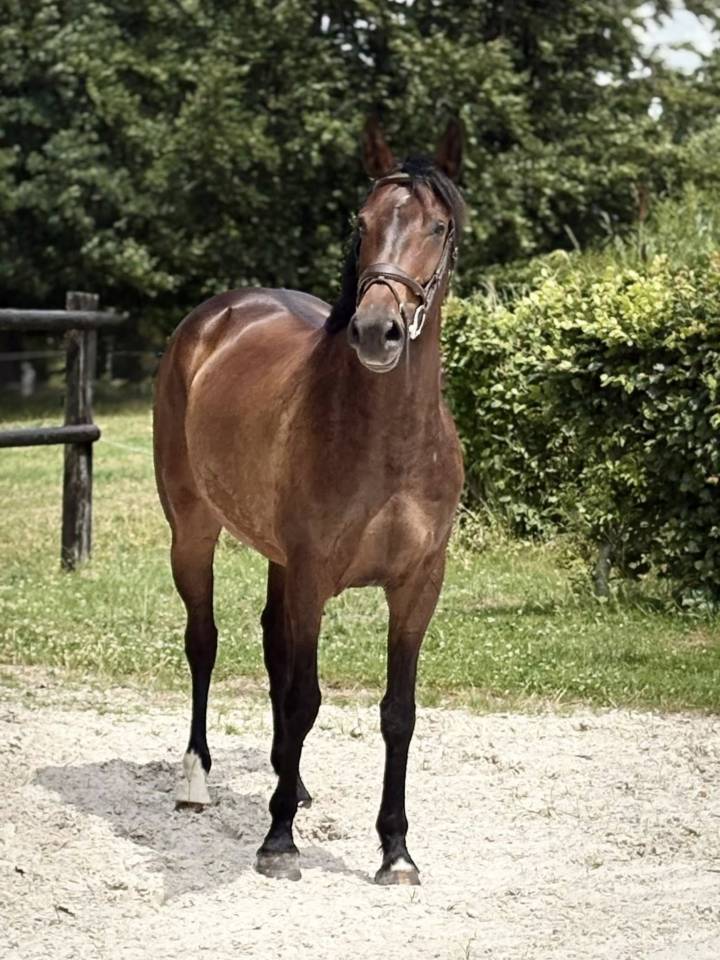 Mare sBs Belgian Warmblood For sale 2019 Dark Bay
