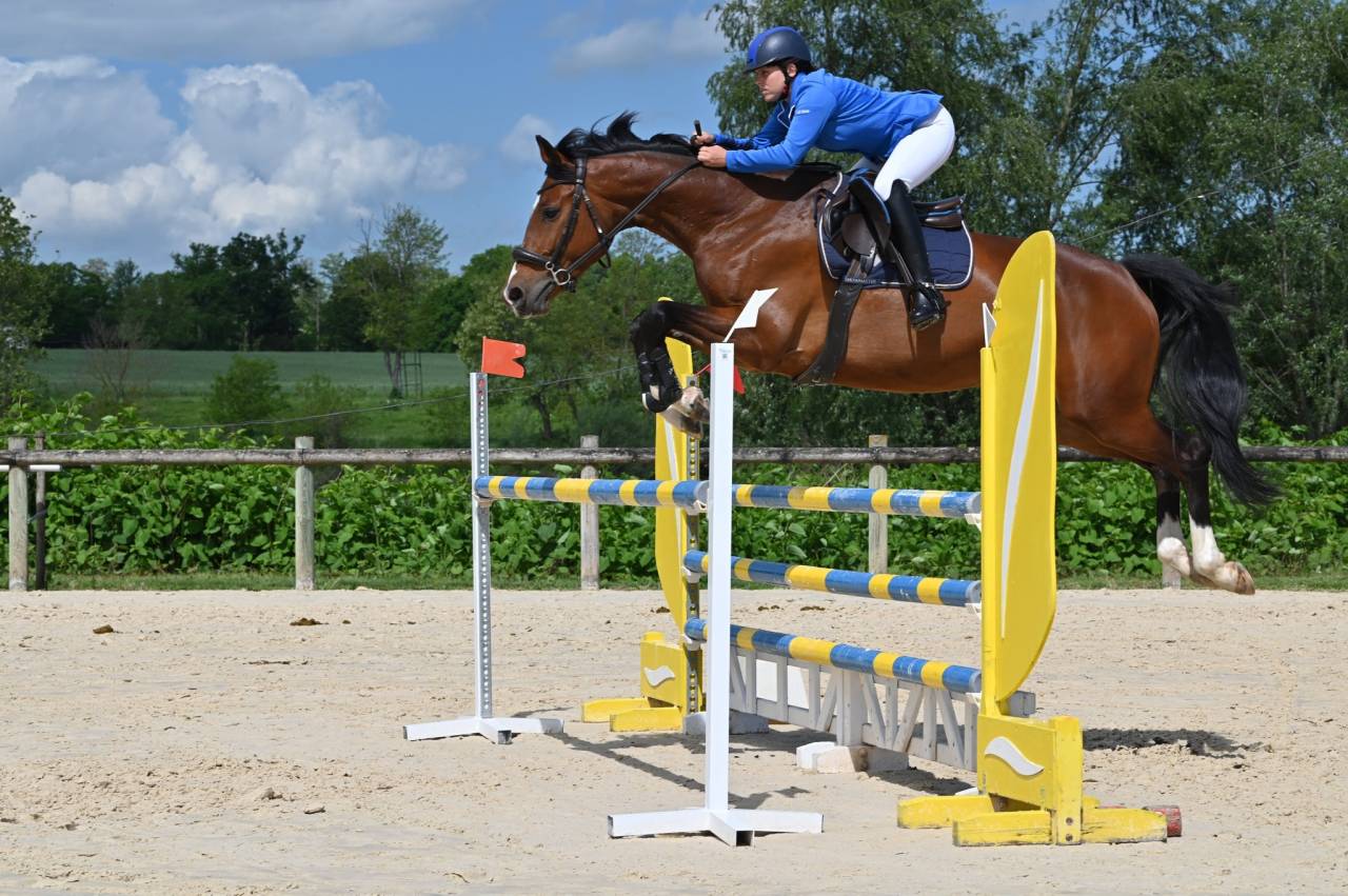 Mare KWPN Dutch Warmblood For sale 2018 Bay