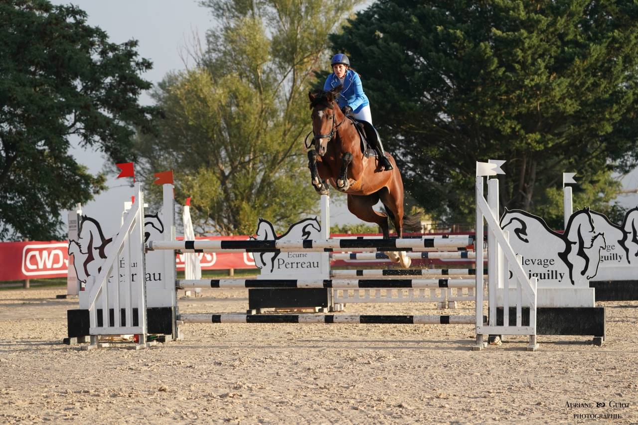 Mare KWPN Dutch Warmblood For sale 2018 Bay