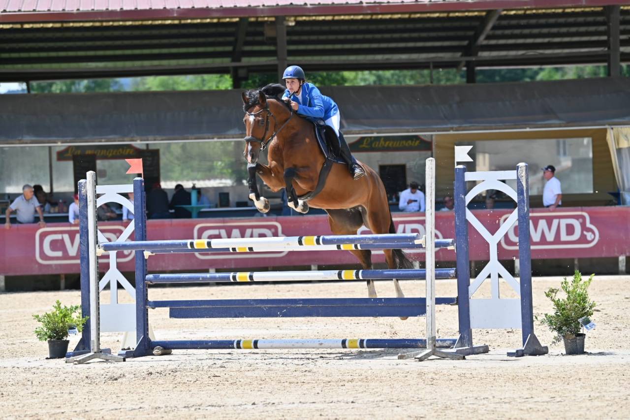 Mare KWPN Dutch Warmblood For sale 2018 Bay